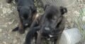 Staffy x alsation pups Donegal