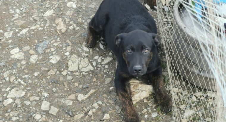 Staffy x alsation pups Donegal