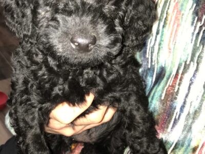 Labradoodle Puppies for Sale in Enniskillen
