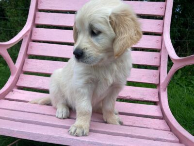Golden Retriever Puppies in Tralee – IKC Registered