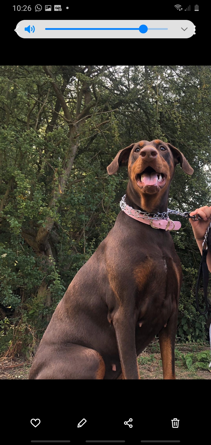 EUROPEAN DOBERMANS PUPPIES Dogs For Sale Ireland