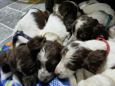 Springer Spaniel Pups in Corofin – Playful & Friendly