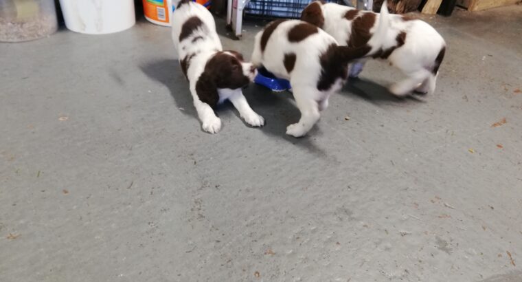 Springer spaniel puppies for sale