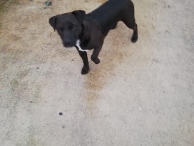 Friendly Lakeland Terrier in Limerick