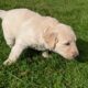 Golden Labrador pups Donegal