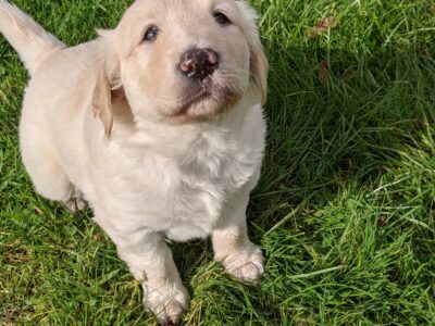 Golden Labrador Puppies for Sale in Donegal
