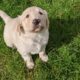 Golden Labrador pups Donegal