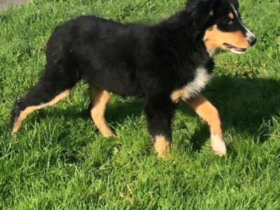 Tri-Colored Collie Pup for Sale in Galway