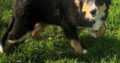 Collie female pup Galway