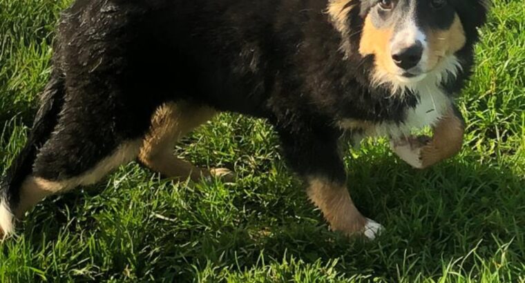 Collie female pup Galway