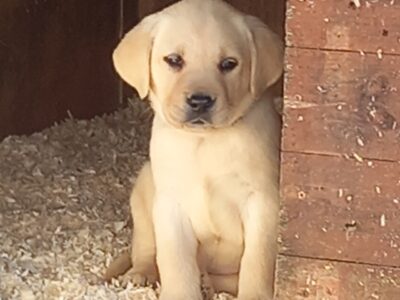 Golden Labrador Puppies in Castlerea – IKC Registered