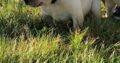 IKC golden labrador pups Castlerea