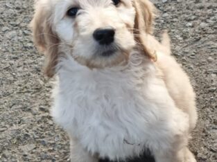 Adorable Irish doodle pups for sale