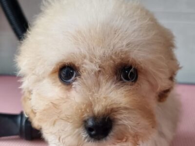 Cavapoo Puppy for Sale in Ballinagh