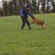 Trained Personal protection malinois