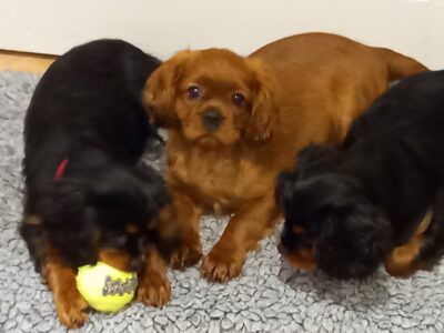 Cavalier King Charles Puppies in Galway