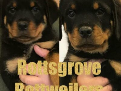 Rottweiler Puppies for Sale in Kilmihil