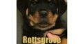 beautiful ikc Rottweiler pups kilmihil