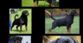 beautiful ikc Rottweiler pups kilmihil