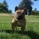 French Bulldog for sale Sligo