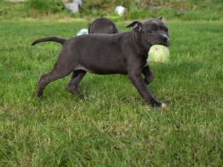 Blue Staffordshire bull terrier Galway