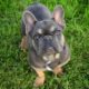 Adorable French Bulldog puppies for sale