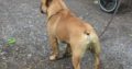 French Bulldog for sale Sligo
