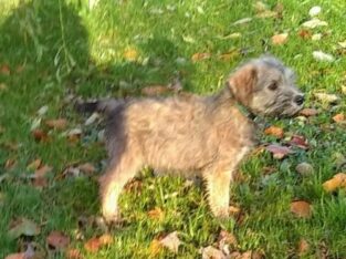 Irish soft coated wheaten terrier pups for sale