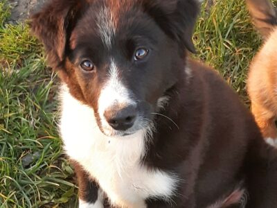 Working Collie for Sale in Clifden – Energetic Pup