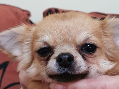 Chihuahua Puppies for Sale Near Edenderry