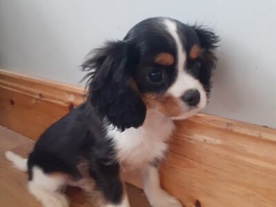 Cavalier King Charles Puppy in Donegal