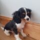 Cavalier King Charles puppy for sale