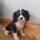 Cavalier King Charles puppy for sale