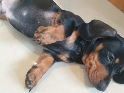 Smooth-Haired Dachshund in Ballaghaderreen