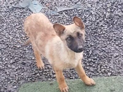 German Shepherd Puppies in North County