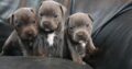 Blue Staffordshire Bull Terrier Pups |Blue Staffy