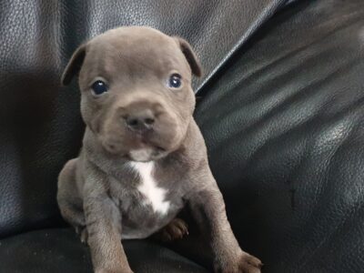 Blue Staffordshire Bull Terrier Pups in Mullingar