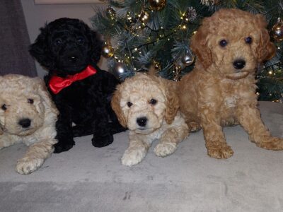 F2B Cockapoos for sale in Wexford – PRA Clear
