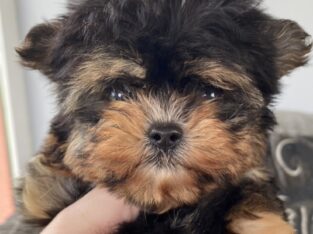 Teacup shorkie for sale Galway