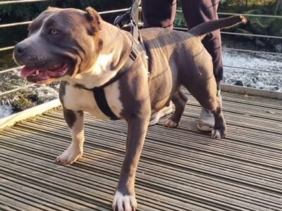 Blue American Bully Puppy for Sale in Dublin