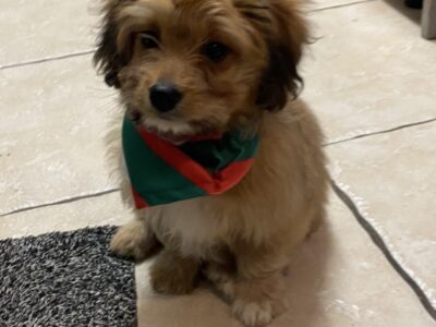 Cavapoms for sale in Tipperary – Playful Pup!