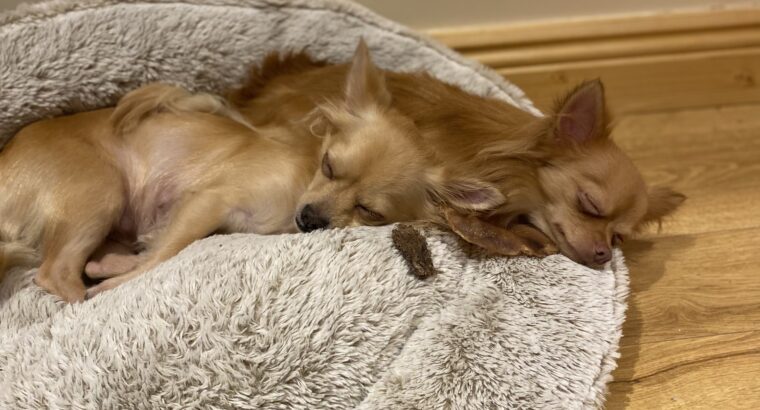 Beautiful chihuahua’s for lovely home