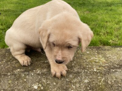 Golden Labrador Pup for Sale in Monaghan