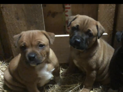 Staffordshire Bull Terrier Pups in Laois