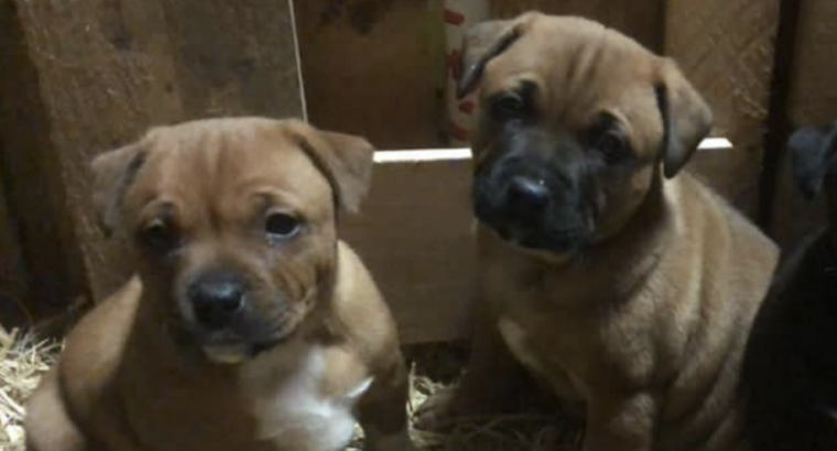 Pups for sale Laois