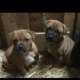 Pups for sale Laois