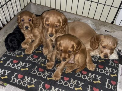 Cocker Spaniel Puppies for Sale in Dublin