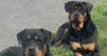 3 female Rottweiler puppies