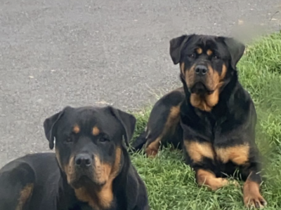 Playful Rottweiler Puppies in Ballinakill