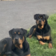 3 female Rottweiler puppies